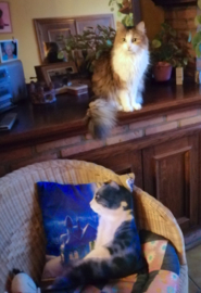 Blue velvet cushion cover Cat MUSING…