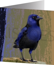 BLUE-BELLIED CROW