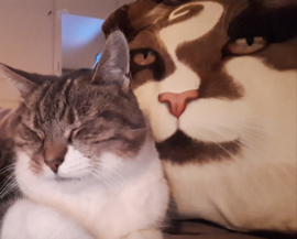 Braun samt Kissenhülle Katze CHOCO PRINZ 