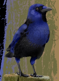 BLUE-BELLIED CROW