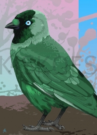 GREEN JACKDAW