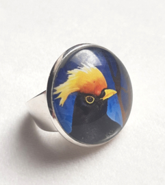 Cabochon ring bird YELLOW-CRESTED BLACKBIRD