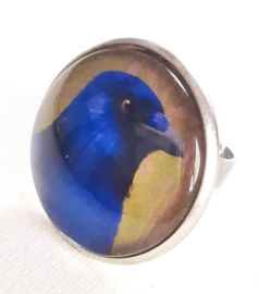 Cabochonring vogel BLAUWBUIK KRAAI