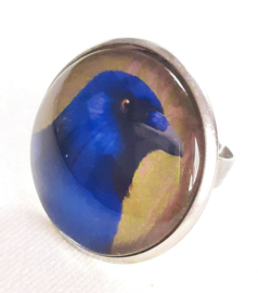 Cabochon ring bird BLUE-BELLIED CROW