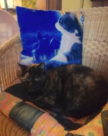 Blue velvet cushion cover Cat MUSING…