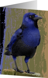 BLUE-BELLIED CROW