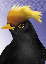 YELLOW-CRESTED BLACKBIRD XL