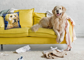 Yellow-blue velvet cushion cover Dog GOLDILOCKS