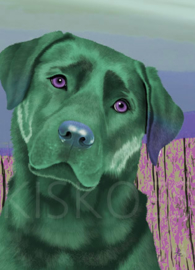 LABRADOR