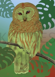 HIBOU TROPICAL