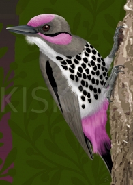 PINK CHEEK WOODPECKER