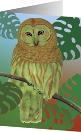 HIBOU TROPICAL