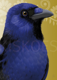 BLUE-BELLIED CROW XL