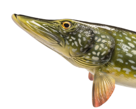 3D Real Fish Trophy Snoek 103 cm Levensecht XXL Beeld Snoekbeeld Trofee Prijs Snoekwedstrijd Cadeau