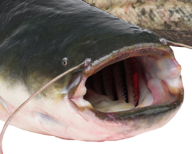 Vissticker Meerval 15 cm Rechts Vis Sticker Vissen Meervalsticker Bootsticker Autosticker Stickers