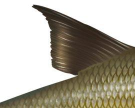 Vissticker Brasem 15 cm Rechts Vis Sticker Vissen Stickers Vissen Witvis Brasems Fietskar Aanhanger