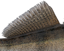 Vissticker Snoekbaars 50 cm Rechts Vis Sticker Vissen Stickers Bootsticker Auto Roofvissen Roofvis