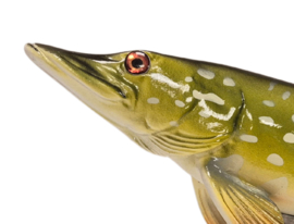3D Real Fish Trophy Snoek 30 cm Levensecht Beeld Snoekbeeld Trofee Visbeker Sokkel Groen Natuurlijk