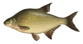 Vissticker Brasem 15 cm Links Vis Sticker Vissen Stickers Vissen Witvis Brasems Fietskar Aanhanger