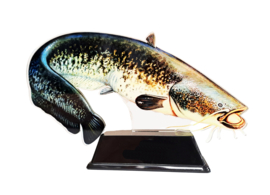 Vistrofee Real Fish Meerval 20 cm Prijs Trofee Meervalwedstrijd Viswedstrijd Vis Visprijs Visprijzen