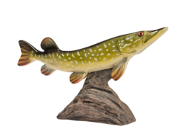 3D Real Fish Trophy Snoek 30 cm Levensecht Beeld Snoekbeeld Trofee Visbeker Sokkel Groen Natuurlijk
