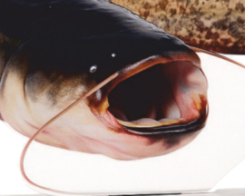 Real Fish Trofee Meerval 17 cm Vis Prijs Roofviswedstrijd Viswedstrijd Trophy Vistrofee Visprijs