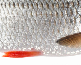 Vissticker Blankvoorn Voorn 100 cm Rechts Vis Sticker Witvis Stickers Vissen Aanhanger Auto Boot Bus