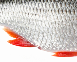 Vissticker Blankvoorn Voorn 100 cm Rechts Vis Sticker Witvis Stickers Vissen Aanhanger Auto Boot Bus