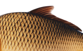 Real Fish Trofee Schubkarper 17 cm Vis Prijs Karper Karperwedstrijd Fish Trophy Vistrofee Visprijs