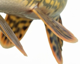 Vissticker Snoek Open Bek 15 cm Links Vis Sticker Tanden Vissen Snoeksticker Bootsticker Roofvissen