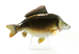 3D Real Fish Trophy Carp 90 cm Levensecht Karperbeeld Beeld Karper