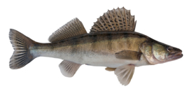 Vissticker Snoekbaars 15 cm Rechts Vis Sticker Vissen Stickers Bootsticker Auto Roofvissen Roofvis