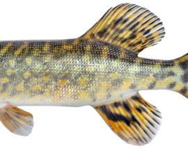 Vissticker Snoek Zwemmend 100 cm Links Vis Sticker Vissen Snoeksticker Bootsticker Roofvissen Auto