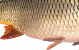 Vissticker Schubkarper 100 cm Rechts Vis Sticker Karper Vissen Karpersticker Bootsticker Auto Boot