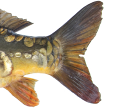 Vissticker Spiegelkarper 100 cm Links Sticker Contour Zonder Witte Rand Spiegel Karper Karpersticker