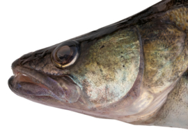 Vissticker Snoekbaars 50 cm Links Vis Sticker Vissen Stickers Bootsticker Auto Roofvissen Roofvis