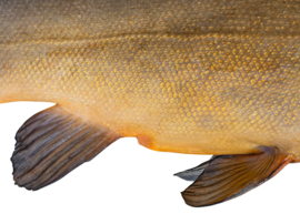 Vissticker Zeelt 50 cm Rechts Vis Sticker Witvis Stickers Zeelten Vissen Aanhanger Auto Spreekbeurt