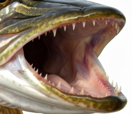 Vissticker Snoek Open Bek 100 cm Rechts Vis Sticker Tanden Vissen Snoeksticker Bootsticker Roofvis