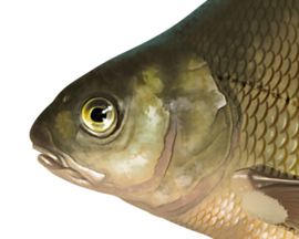 Vissticker Brasem 50 cm Links Vis Sticker Vissen Stickers Vissen Witvis Brasems Fietskar Aanhanger