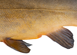 Vissticker Zeelt 15 cm Links Vis Sticker Witvis Stickers Zeelten Vissen Aanhanger Auto Spreekbeurt