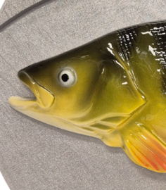 Luxe XL Baars Trofee 3D Reliëf 32 cm Natural Color Perch Visbeeld Grote Trofee Baarstrofee Wedstrijd