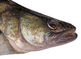 Vissticker Snoekbaars 50 cm Rechts Vis Sticker Vissen Stickers Bootsticker Auto Roofvissen Roofvis