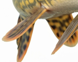 Vissticker Snoek Open Bek 100 cm Rechts Vis Sticker Tanden Vissen Snoeksticker Bootsticker Roofvis