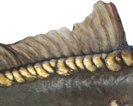 Vissticker Spiegelkarper 15 cm Rechts Vis Sticker Real Mirror Spiegel Karper Vissen Karpersticker