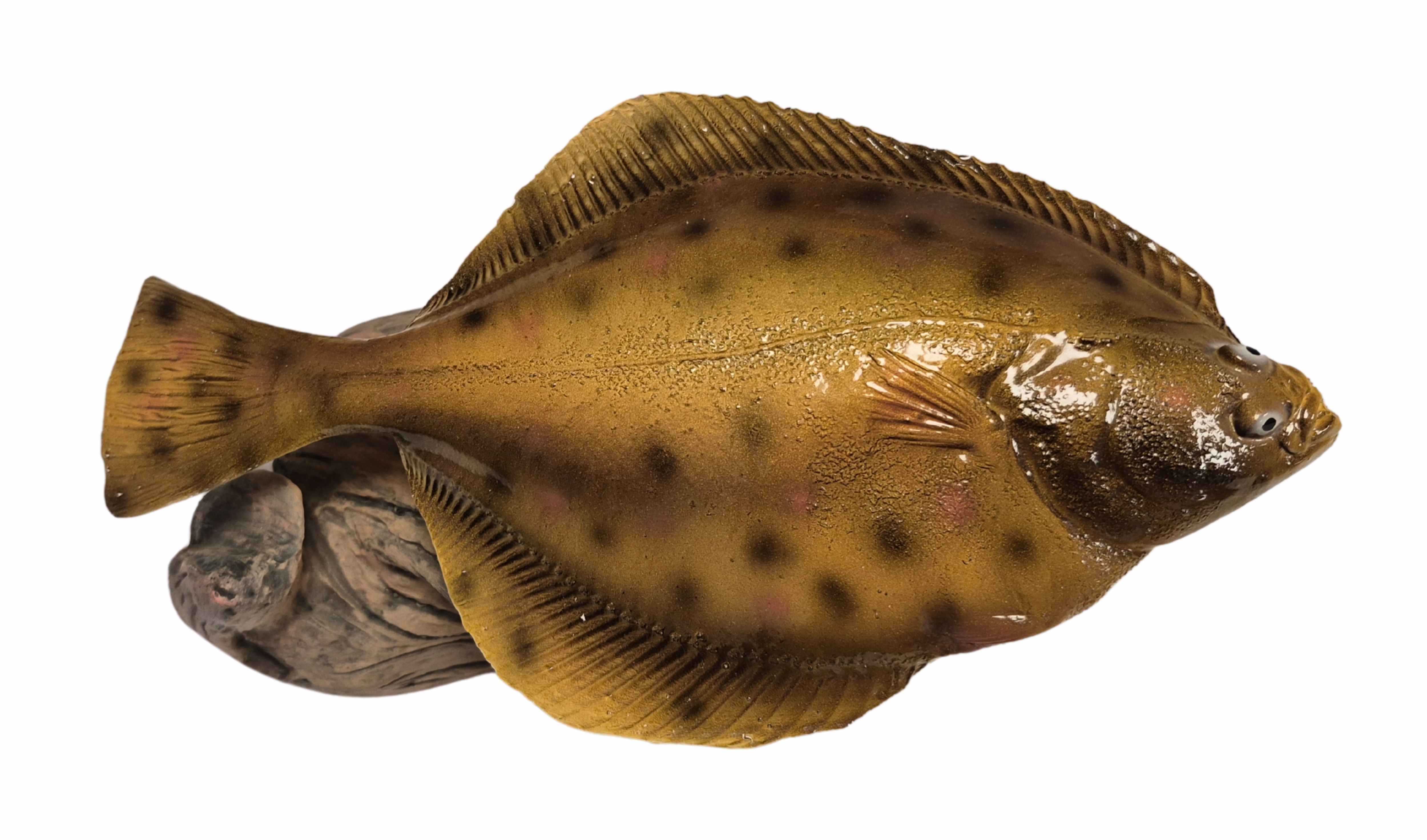 3D Real Fish Trophy Bot 25 cm Beeld Platvis Zeevissen Trofee Zee Vis Zeevis Wedstrijd Visbeker Schol