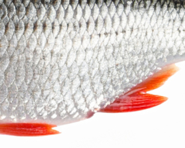 Vissticker Blankvoorn Voorn 100 cm Links Vis Sticker Witvis Stickers Vissen Aanhanger Auto Boot Bus