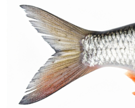 Vissticker Blankvoorn Voorn 100 cm Rechts Vis Sticker Witvis Stickers Vissen Aanhanger Auto Boot Bus