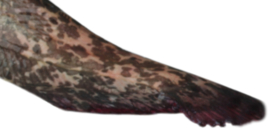 Vissticker Meerval 15 cm Rechts Vis Sticker Vissen Meervalsticker Bootsticker Autosticker Stickers