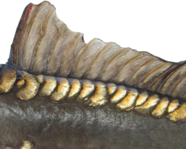 Vissticker Spiegelkarper 100 cm Links Sticker Contour Zonder Witte Rand Spiegel Karper Karpersticker