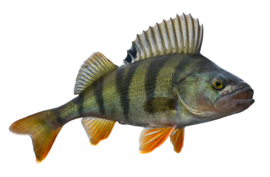 Vissticker Baars 15 cm Rechts Vis Sticker Vissen Baarssticker Roofvissen Roofvis Stickers Boot